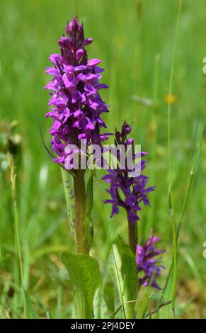 Westliche Sumpforchidee, großblättrige Sumpforchidee, Fanorchidee (Dactylorhiza majalis) bei Iffeldorf, Bayern. Stockfoto