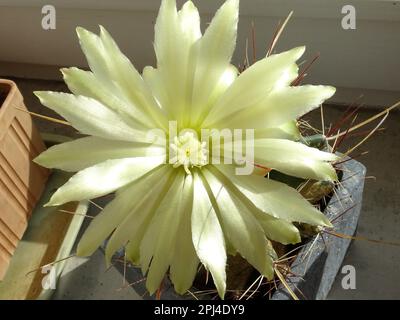 Kaktusblüte auf Astrophytum ornatum. Stockfoto