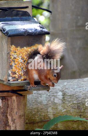 Eurasisches rotes Eichhörnchen (Sciurus vulgaris) in einer Futterstation am Mount Stewart, Nordirland. Stockfoto