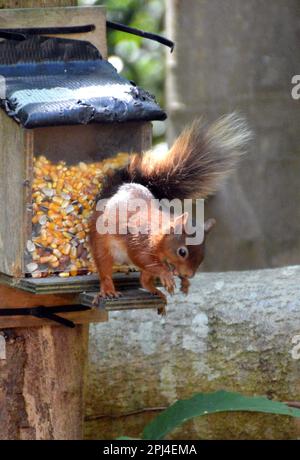 Eurasisches rotes Eichhörnchen (Sciurus vulgaris) in einer Futterstation am Mount Stewart, Nordirland. Stockfoto