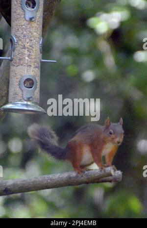 Eurasisches rotes Eichhörnchen (Sciurus vulgaris) in einer Futterstation am Mount Stewart, Nordirland. Stockfoto