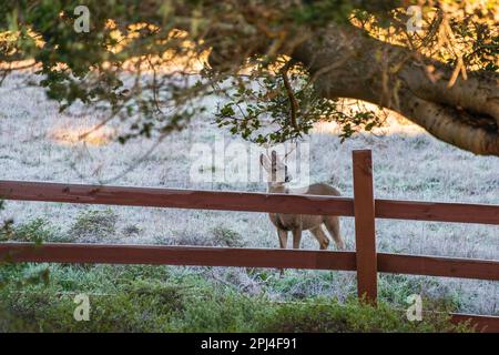 Point Reyes National Seashore in Kalifornien Stockfoto