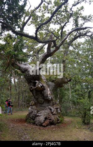 Schweden, Öland: Eine der 900 Jahre alten Eichen im Naturschutzgebiet Trollskogen an der Nordspitze der Insel. Stockfoto