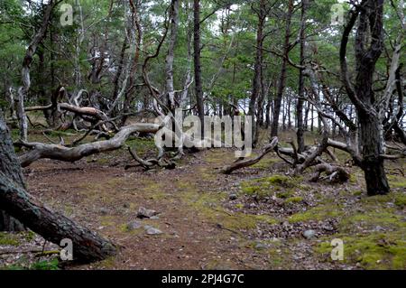 Schweden, Öland: Der "Zauberwald", eine Verwirrung aus windverwindeten Eichen und Kiefern im Naturschutzgebiet Trollskogen an der Nordspitze der Insel Stockfoto