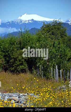 Chile. Chaiten: Blick auf den Vulkan Michinmahuida (2450 Meter) mit Wildblumen und dem gemäßigten Regenwald im Vordergrund. Stockfoto