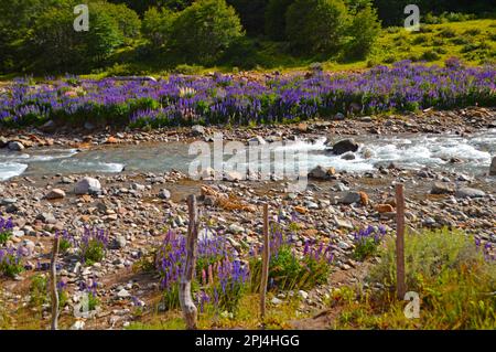 Chile, Patagonien: Bunte wilde Lupinen (Lupinus), die in einem Flusstal in der Nähe des Carretera Austral (Ruta 7), südlich von Coyhaique, wachsen. Stockfoto