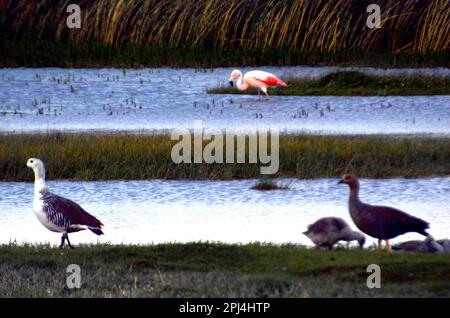 Argentinien, Estancia la Angostura: Ein Paar Gebirgsgänse (Chloephaga picta) mit chilenischem Flamingo (Phoenicopterus chilensis) im Rücken Stockfoto