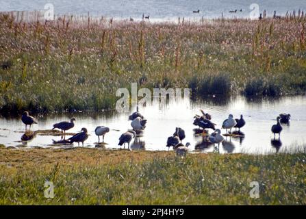 Argentinien, Los Glaciares Nationalpark: Berggebiet oder Magellan Gänse (Chloephaga picta). Stockfoto