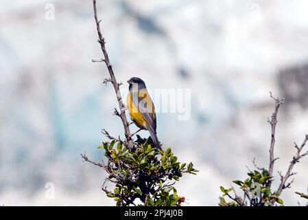 Argentinien, Nationalpark Los Glaciares: Patagonische Sierra-Finch/Cometocino Patagonico (Phrygilus patagonicus). Stockfoto