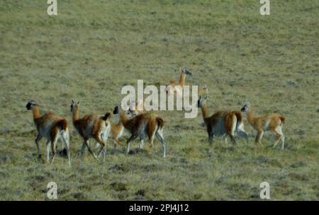 Argentinien, El Calafate: Eine Gruppe von Guanacos (Lama guanicoe) Stockfoto