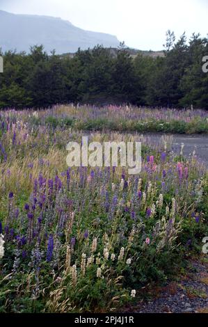 Chile, Parque Nacional Torres del Paine: Massen wilder Lupinen (Lupinus) in verschiedenen Farben. Stockfoto