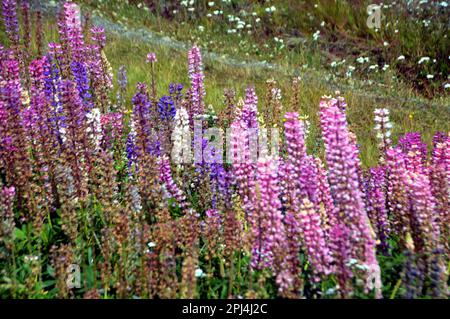 Chile, Puerto Natales: Massen von wilden Lupinen (Lupinus) in verschiedenen Farben. Stockfoto