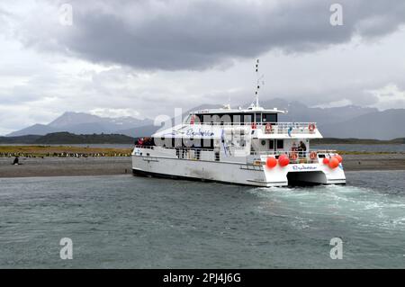 Argentinien, Tierra del Fuego, Ushuaia: catamaran'Elisabetta' Pinguine auf einer Insel im Beagle-Kanal. Stockfoto