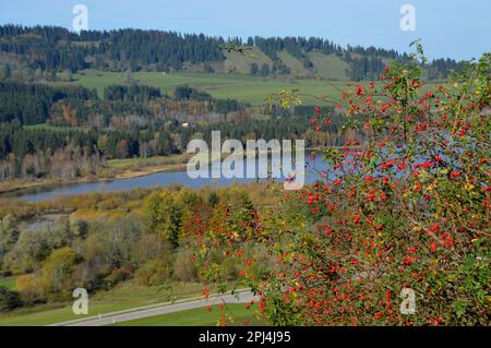 Deutschland, Oberbayern, Wertach: Blick auf den Grüntensee von Hinterreute, mit Herbstlaub und Beeren. Stockfoto