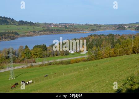 Deutschland, Oberbayern, Wertach: Blick auf den Grüntensee von Hinterreute aus, mit Herbstlaub und Weiderind. Stockfoto