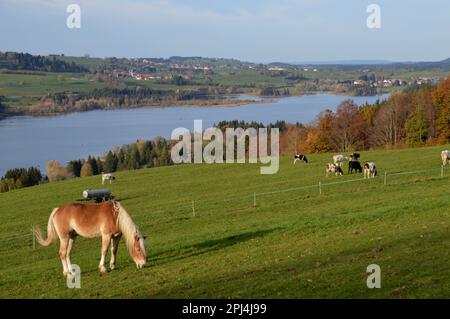 Deutschland, Oberbayern, Wertach: Blick auf den Grüntensee von Hinterreute aus, mit Herbstlaub und Graspferden. Stockfoto