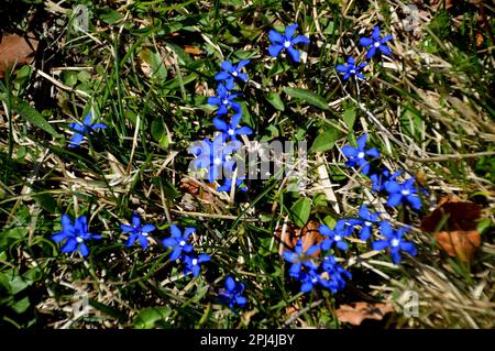 Blüten des Frühlings-Gentians (Gentiana verna) auf dem Kranzberg. Stockfoto