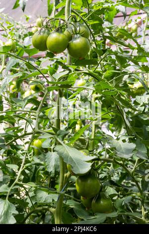 Ein Haufen grüner Tomaten auf einem Busch. Tomaten reifen im Garten. Busch mit grünen Tomaten. Viele Tomaten im Busch. Stockfoto