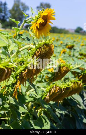 Sonnenblumenköpfe, die am Ende der Vegetationsperiode auf einem landwirtschaftlichen Feld im Herbst mit Samen geerntet werden. Stockfoto