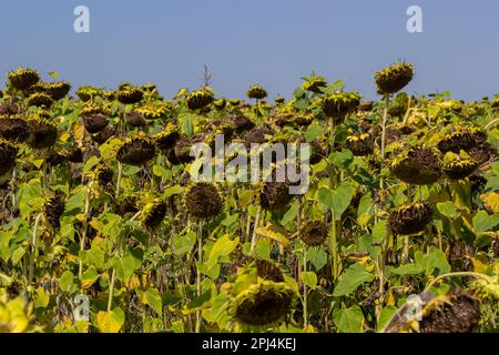 Sonnenblumenköpfe, die am Ende der Vegetationsperiode auf einem landwirtschaftlichen Feld im Herbst mit Samen geerntet werden. Stockfoto