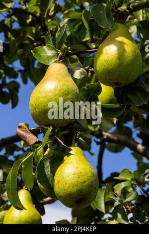 Ein Haufen Birnen im Baum. Vorteile von Birnen. Blauer Himmel Hintergrund Stockfoto