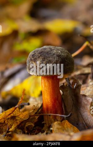 Pilze des Boletus erythopus oder Neoboletus luridiformis im Wald, der in der Herbstsaison auf Grüngras und nassem Boden wächst. Boletus luridiform Stockfoto