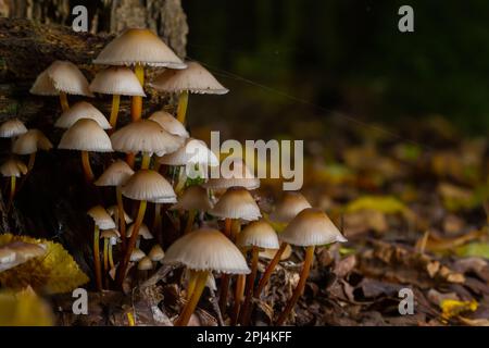 Magische Pilze, die auf Moos wachsen. Wahrscheinlich Mycena galericulata. Stockfoto