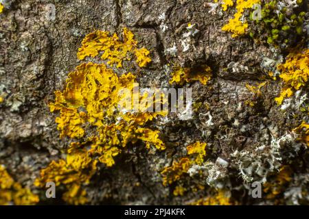 Detail der Rinde eines Baumes, auf dem Flechten wachsen. Stockfoto