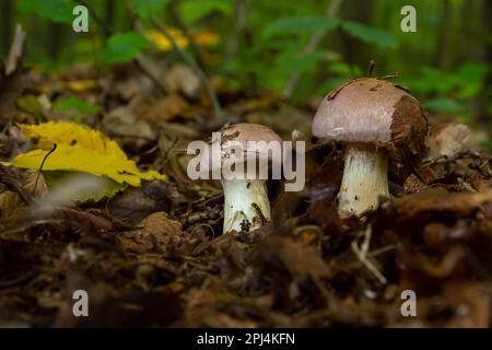 Kleine Gassy Webcap, Cortinarius traganus, giftige Pilze in Waldnahaufnahmen, selektiver Fokus, flacher Freiheitsgrad. Stockfoto