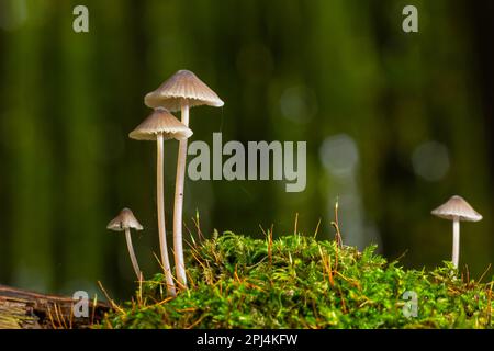 Pilze Mycena galopus wächst auf grünem Moos im Wald. Stockfoto