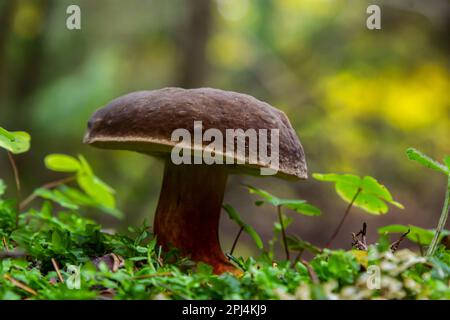 Pilze des Boletus erythopus oder Neoboletus luridiformis im Wald, der in der Herbstsaison auf Grüngras und nassem Boden wächst. Boletus luridiform Stockfoto