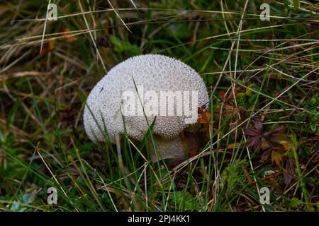 Puffballpilze auf einem Stumpf - Lycoperdon umbrinum in einem Moos. Stockfoto