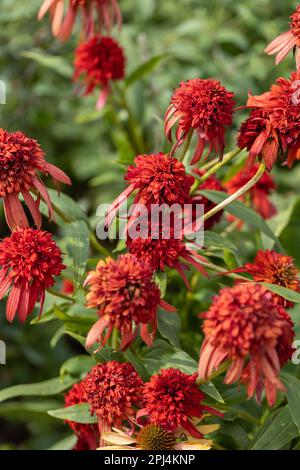 Nahaufnahme eines Echinacea Hot Papaya Blütenkopfes Stockfoto