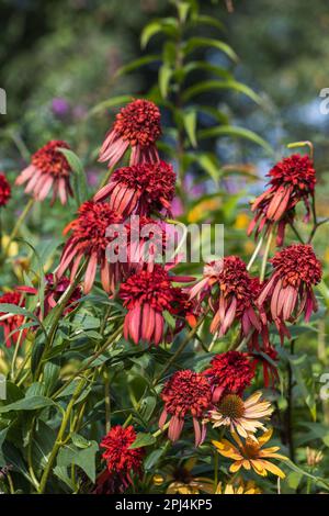 Nahaufnahme eines Echinacea Hot Papaya Blütenkopfes Stockfoto