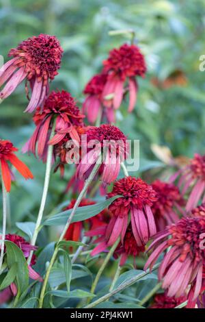 Nahaufnahme eines Echinacea Hot Papaya Blütenkopfes Stockfoto