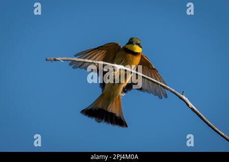 Kleiner Bienenfresser, der auf dem Zweig landet Stockfoto