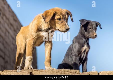 Süßes streunendes Hundewelpe an einer Wand im Edfu-Tempel, Ägypten Stockfoto