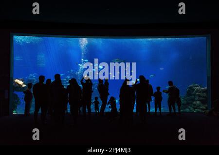 EILAT, ISRAEL - 21. SEPTEMBER 2017: Dies ist ein großes Aquarium mit Raubfischen im Ozeanarium. Stockfoto