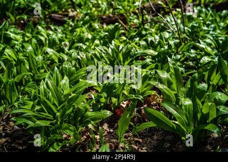 Das wilde Allium ursinum (bekannt als Bärenknoblauch, Ramsons, Buckrams, wilder Knoblauch, Breitblättriger Knoblauch, Holzknoblauch), die im Chateau Park Vesel blühen Stockfoto