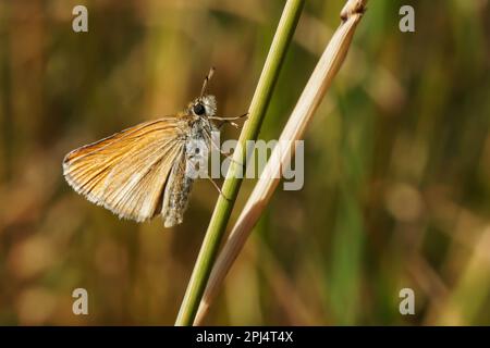 Schwarzer Colobus, brauner Dickschädel-Schmetterling auf einem Grashalm Stockfoto