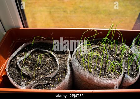Vergleich teurer und billiger Zwiebelsamen für Setzlinge. Schlechte und gute Keimfähigkeit verschiedener Pflanzensorten. Setzerde in einem Walzendünger Stockfoto