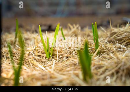 Die ersten Knoblauchsprossen wuchsen durch den Mulch im Gartenbett. Mulchen mit trockenem Gras, Knoblauch im Frühjahr. Erste Arbeit in der Garde Stockfoto