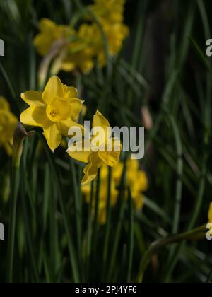 Eine Gruppe von Blumen und Laub des Zwergs Narzissenblüten Sabrosa. Stockfoto