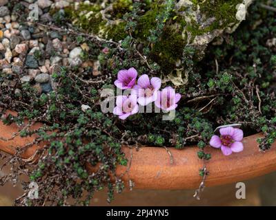 Die tiefrosa Frühlingsblume von Saxifraga oppositifolia "Latina" am Rand einer Terrakotta-Pfanne. Stockfoto