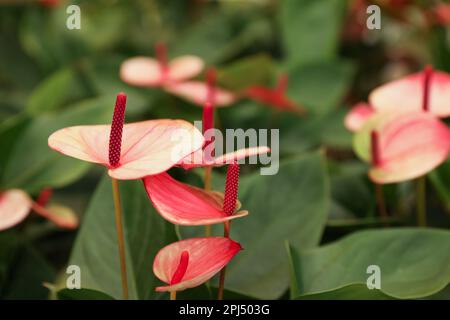 Wunderschöne blühende rote Anthuriumpflanzen auf verschwommenem Hintergrund, Nahaufnahme Stockfoto