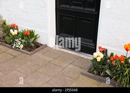Verschiedene wunderschöne Pflanzen in Straßenblumenbeeten in der Nähe des Hauses Stockfoto