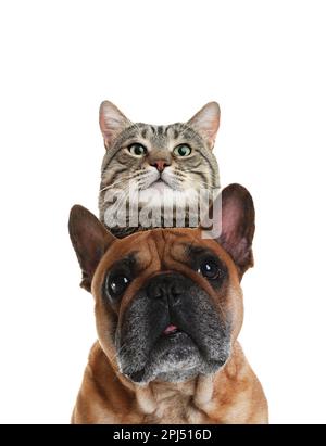 Niedliche Katze und Hund auf weißem Hintergrund. Süße Freunde Stockfoto