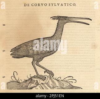 Nordkauz-Ibis, Hermit-Ibis oder Waldrapp, Geronticus eremita. Vom Aussterben Bedroht. De Corvis marinus, de Corvo sylvatico. Holzschnitt-Gravur nach einer Illustration von Lucas Schan und Conrad Gessner aus Conrad Gessner's Historiae Animalium, De avium natura, (Naturgeschichte der Tiere: Vögel), Frankfurt, Wechel for Cambier, 1585. Stockfoto