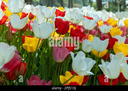 Mehrfarbige Tulpen in einem Park. Hintergrundbild Frühlingsblumen. Weiße, rote, rosa und gelbe Tulpen. Stockfoto