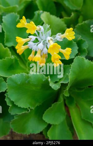 Primula palinuri, Palinuro auricula, immergrüne Dauerkultur, Blumen silberfarbene Kelche, gelbe Blütenblätter cremige weiße Kehlen, Stockfoto